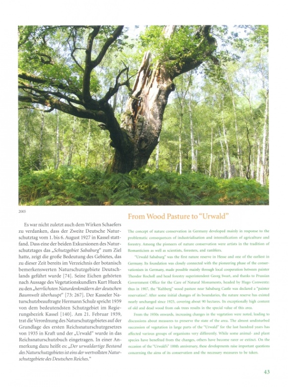 2. Auflage: Baumriesen und Adlerfarn. Der "Urwald Sababurg" im Reinhardswald – Bild 3